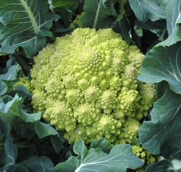 romanesque-broccoli