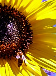 Bee_and_sunflower